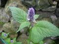 Agastache foeniculum